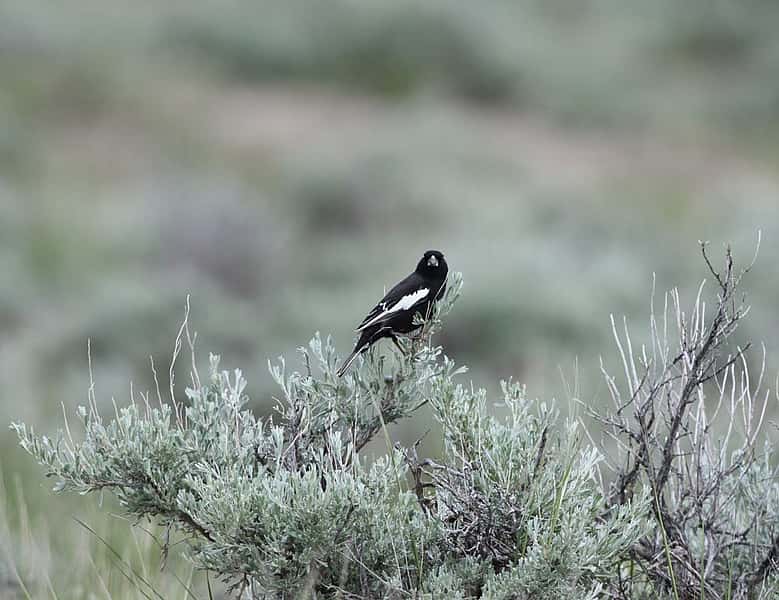 Lark bunting