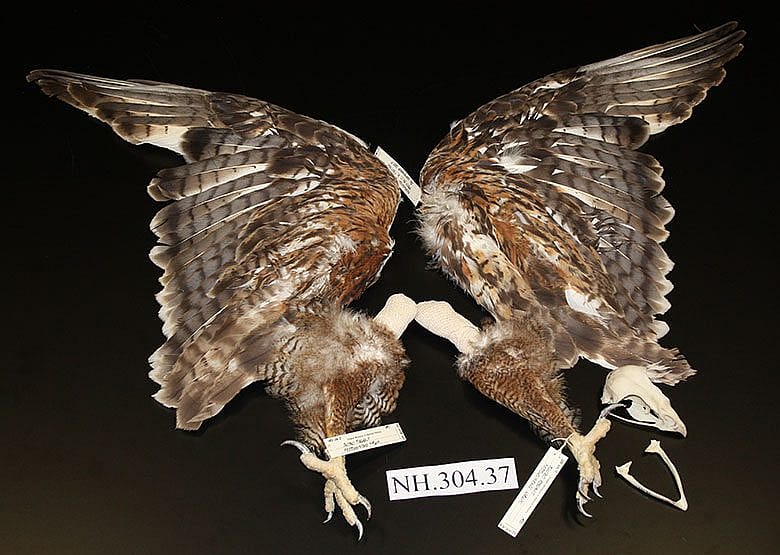 A Treasure from Our West: ferruginous hawk. NH.304.37