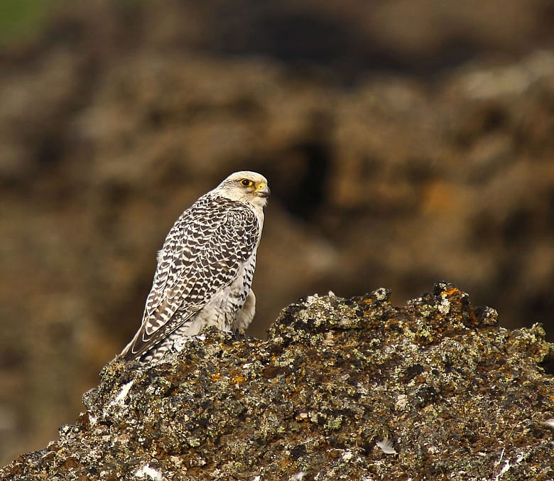 Gyrfalcon by Olafur Larsen