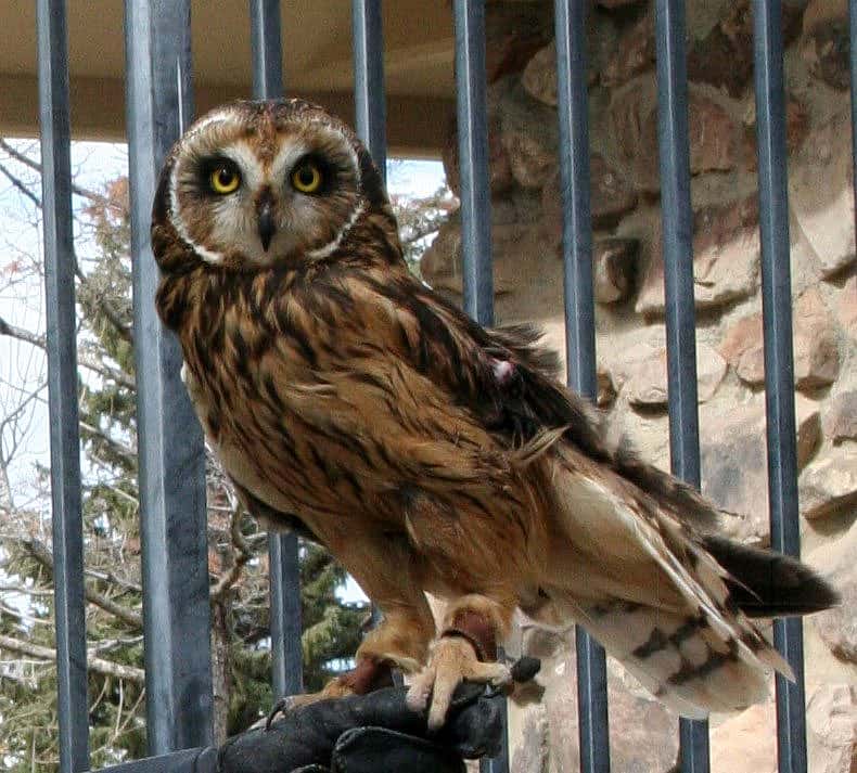 Draper Museum Raptor Experience: Amelia the short-eared owl