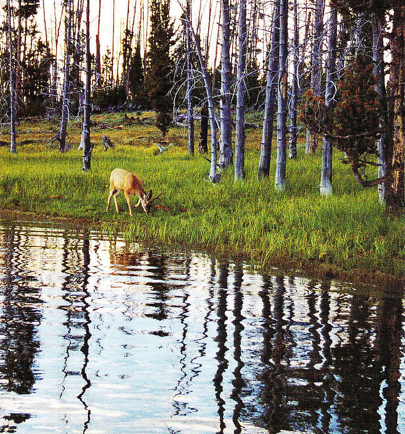 19th-century visitors to Yellowstone Lake told of the abundant wildlife they encountered there. Mule deer on the shore of Eagle Bay. Jan Woods-Krier photo.