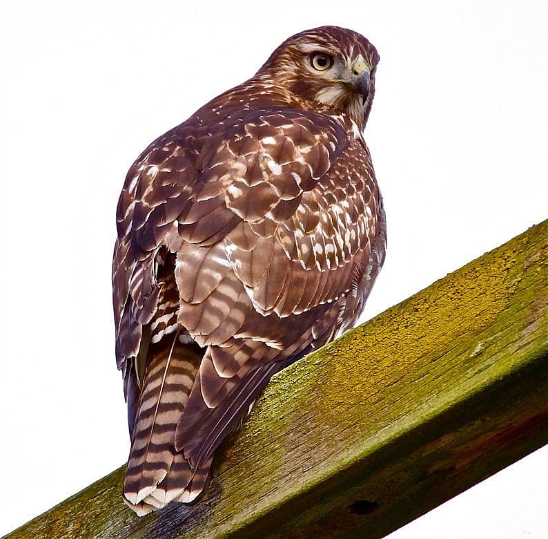 Immature Red-tailed Hawk with Brown, Banded Tail