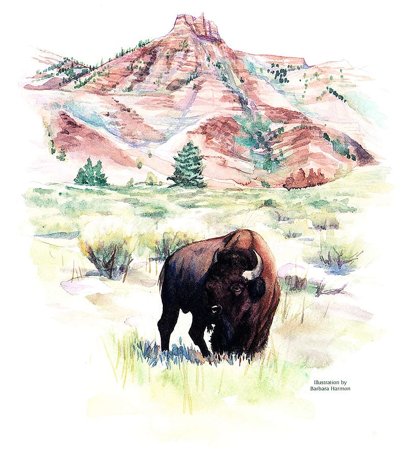 Illustration by Barbara Harmon.