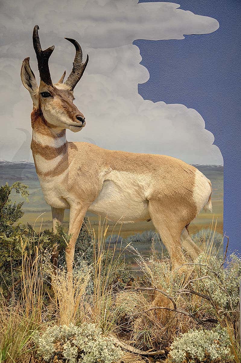 Pronghorn specimen in the Draper Natural History Museum. DRA.305.48