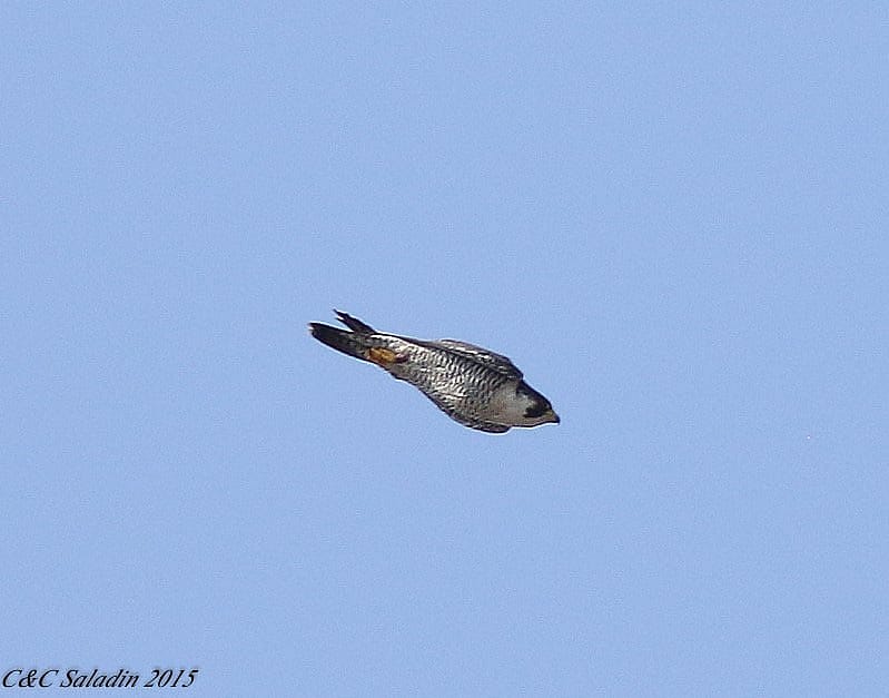 A Peregrine Falcon Diving