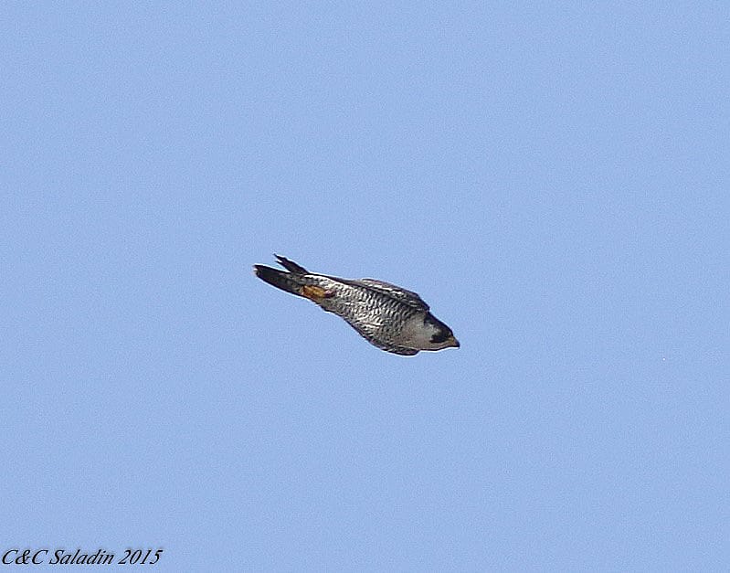 A Peregrine Falcon Diving