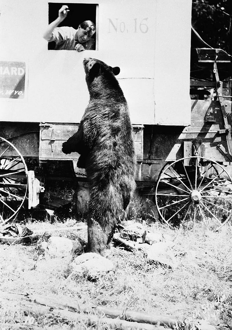 Bear standing on hind legs begging for food in the early days of the park.