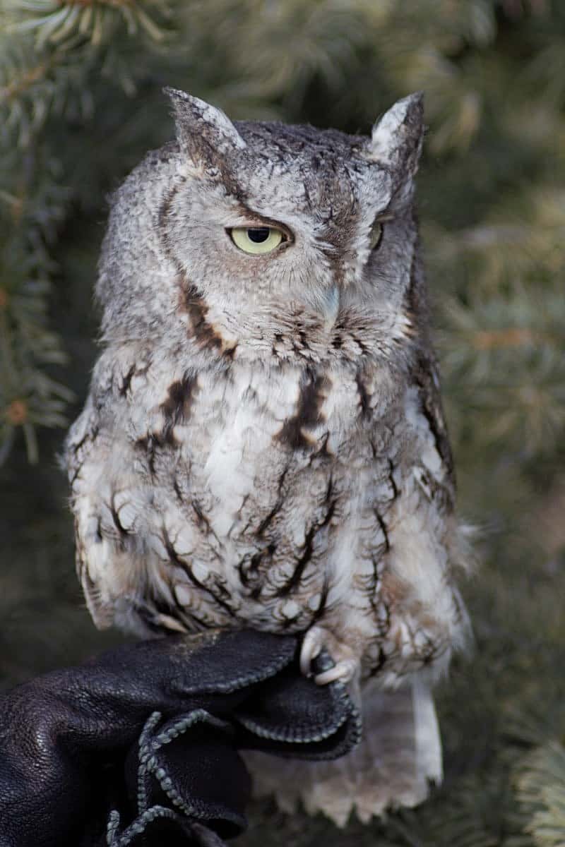 Eastern Screech Owl, Monte in 2018