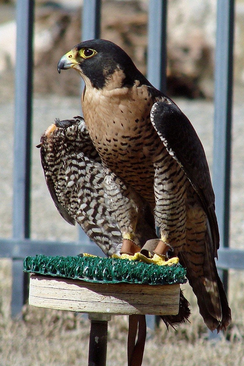 Hayabusa showing her streamlined body shape.