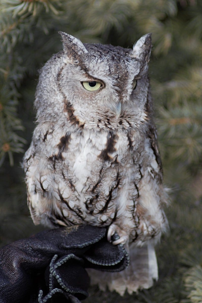 Eastern Screech Owl, Monte in 2018
