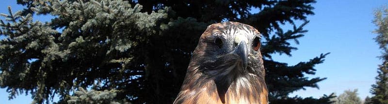 Red-tailed hawk Isham