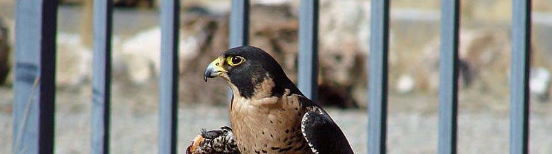Hayabusa on an outdoor perch.