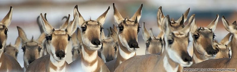 Pronghorn. Joe Riis image from 'Pronghorn Passage.'