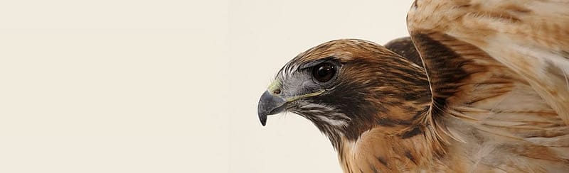 Isham the red-tailed hawk, Greater Yellowstone Raptor Experience