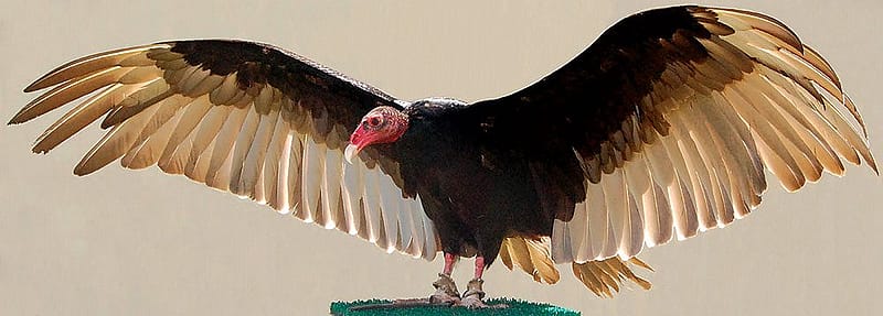 Suli the turkey vulture