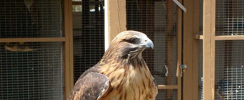 A view of our red-tailed hawk, showing his "bad" side. He's still quite handsome!