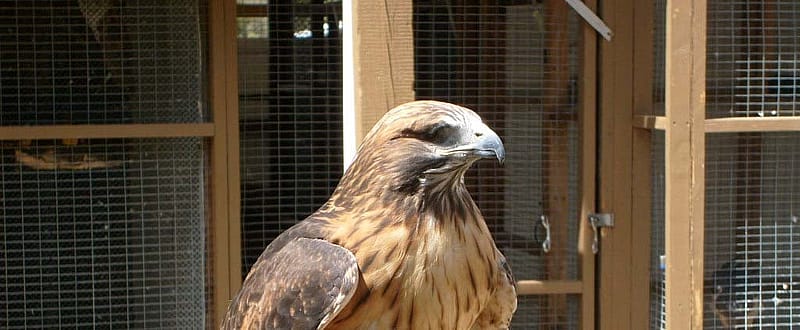 A view of our red-tailed hawk, showing his "bad" side. He's still quite handsome!