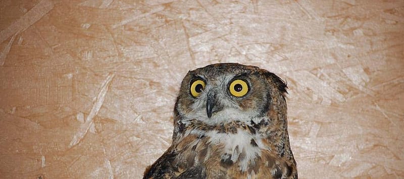 Great horned owl Teasdale shortly after arriving at his new home with the Draper Museum Raptor Experience.