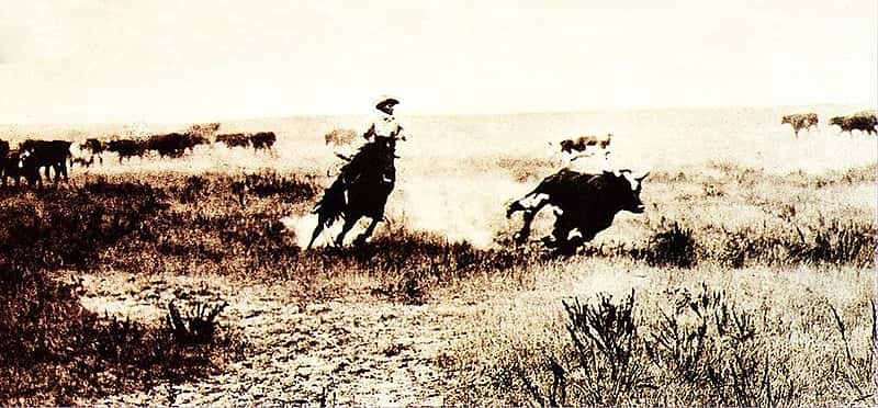 L.A. Huffman (1854 – 1931). Cutting Out a Steer, undated. MS 100 L.A. Huffman Collection.