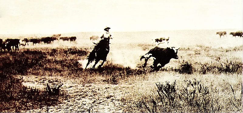 L.A. Huffman (1854 – 1931). Cutting Out a Steer, undated. MS 100 L.A. Huffman Collection.