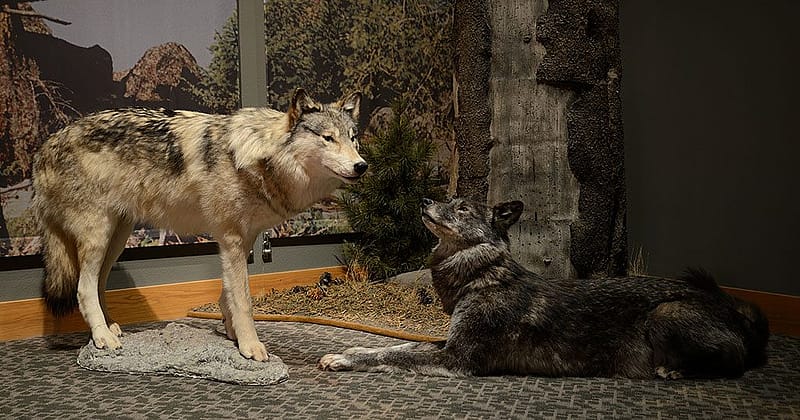 Treasures from Our West: Gray wolf taxidermy mounts. Gift of Lila D. Putman in Memory of Jack D. Putnam. DRA.305.181 and DRA.305.182