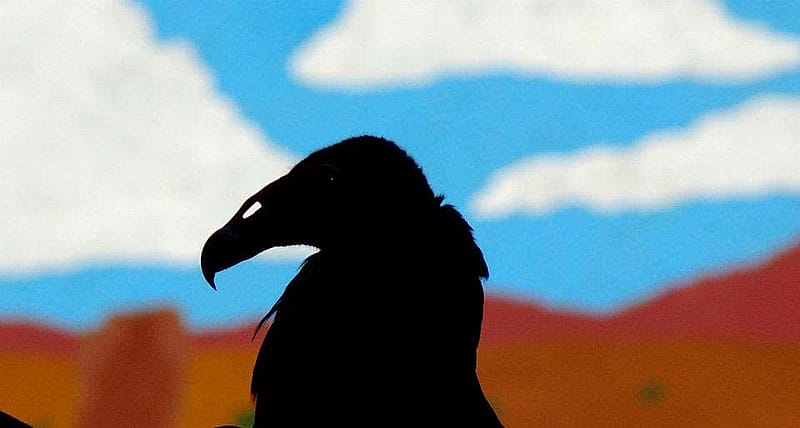A silhouette of Suli, the turkey vulture