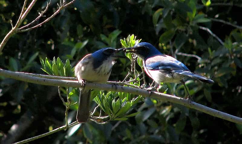 Two Scrub-jays side by side, with one feeding the other.