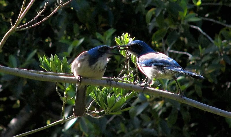 Two Scrub-jays side by side, with one feeding the other.