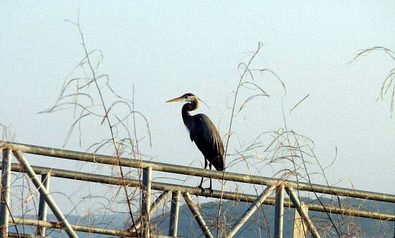 Great Blue Heron in Oklahoma (detail)