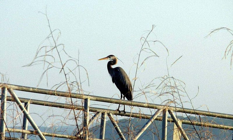 Great Blue Heron in Oklahoma (detail)