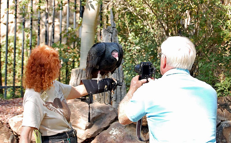 Suli, the Draper Museum's Turkey Vulture helping to educate people about vultures.
