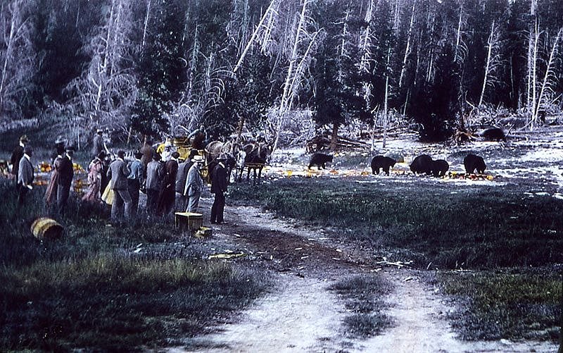 Tourists watching bears at a garbage dump in 1899. NPS photo by J. Clumm.