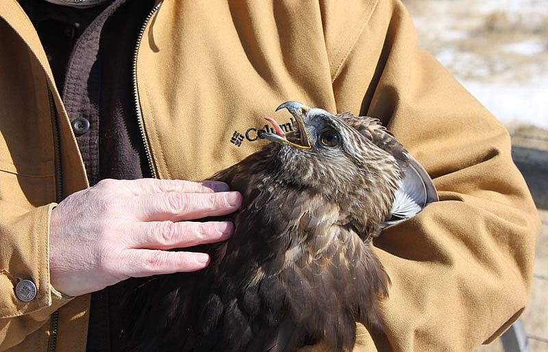 Rough-legged hawk