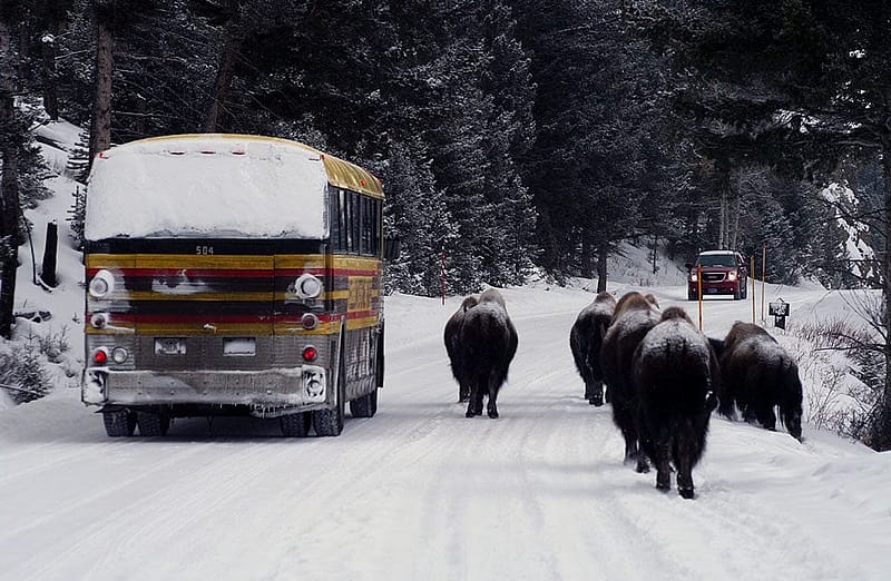 Winter in Yellowstone: ...a traffic jam?