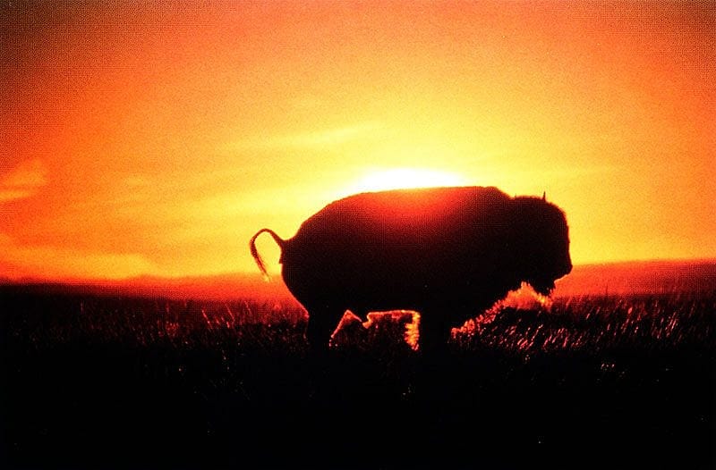 Buffalo, Ft. Belknap Reservation. Photo by Ken Blackbird.