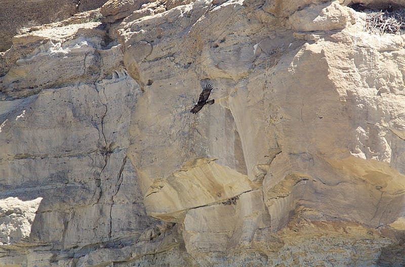 A golden eagle parent departs the nest after delivering food to two chicks.
