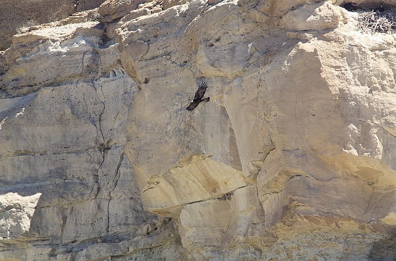 A golden eagle parent departs the nest after delivering food to two chicks.