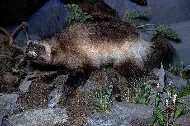 A Treasure from Our West: wolverine. NH.305.142