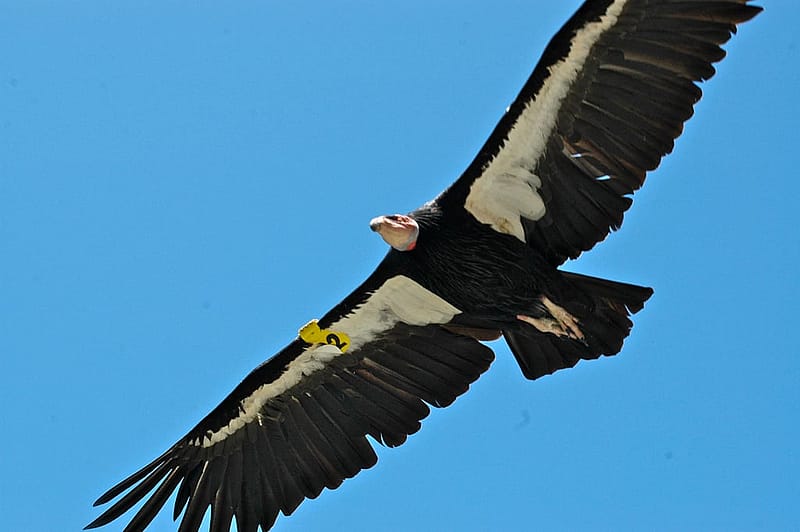 California Condor in Flight