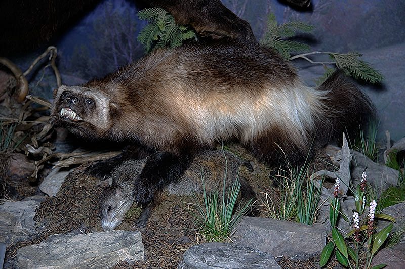 A Treasure from Our West: wolverine. NH.305.142