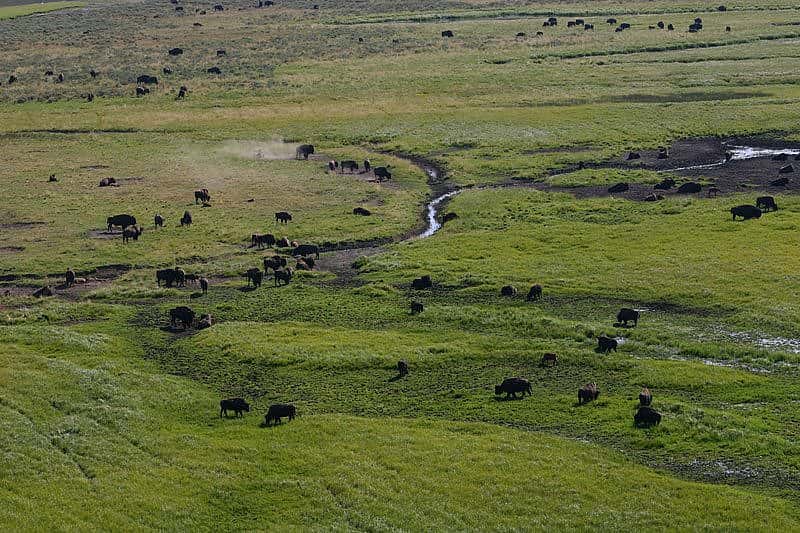 Bison in Hayden Valley