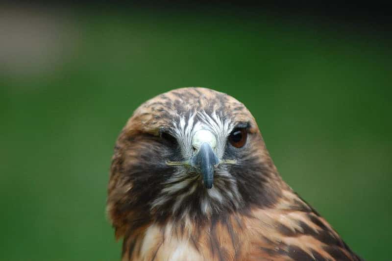 Isham stares winks at the camera at the Greater Yellowstone Raptor Experience.