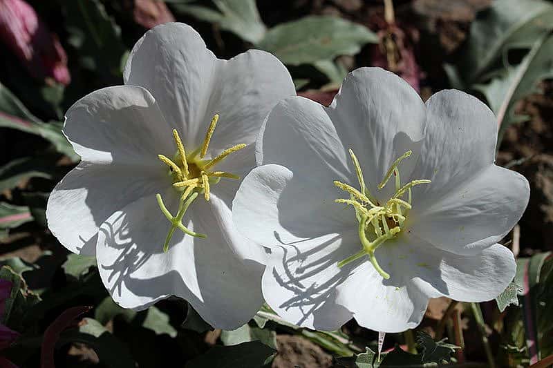 Yellowstone wildflowers: Evening Primrose