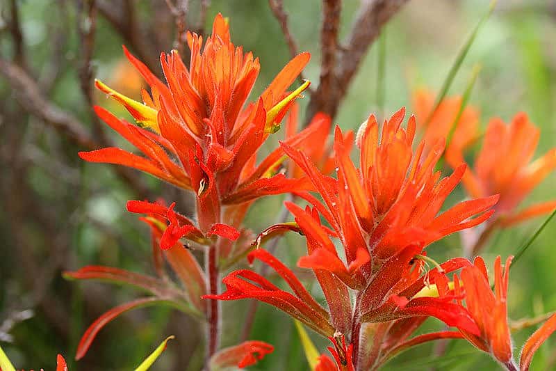 Yellowstone wildflowers: Orange Harsh Indian Paintbrush