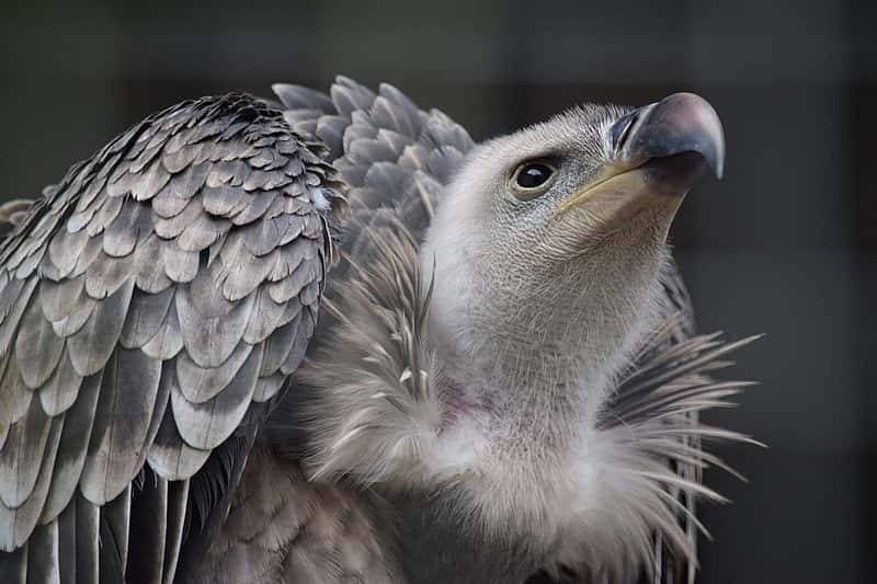 Kenya's Critically Endangered Ruppell's Vulture