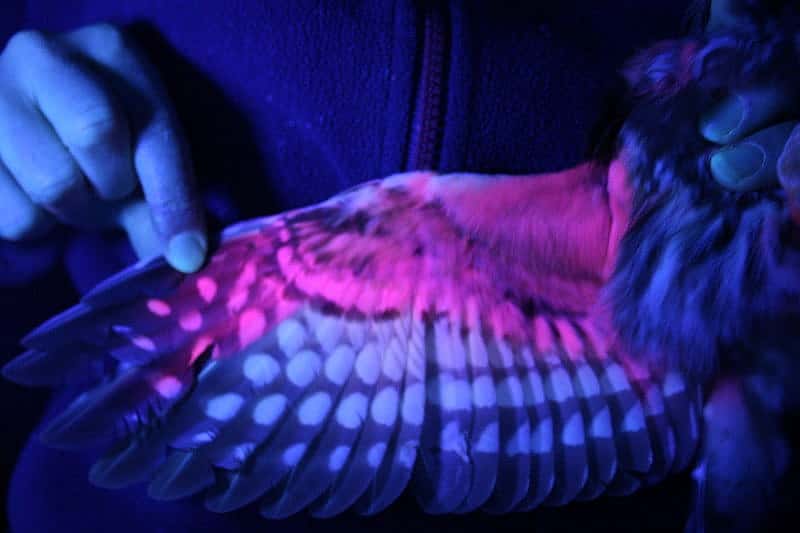 The Wing of a Northern Saw-whet Owl as seen under a UV Black Light