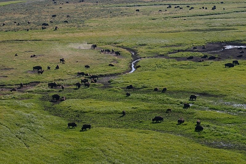 Bison in Hayden Valley