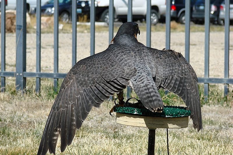 Our beautiful Hayabusa at the Greater Yellowstone Raptor Experience showing off her back, with its stunning blue/black coloration.