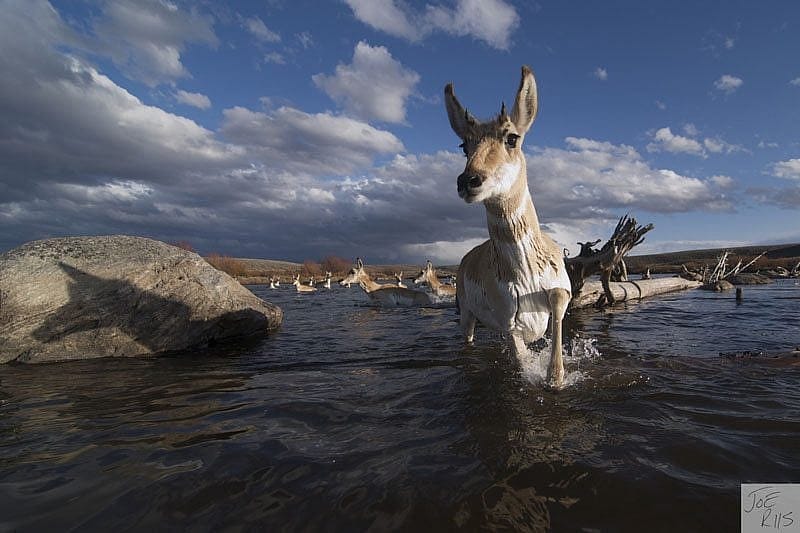 Pronghorn crossing a river. Photo by Joe Riis.