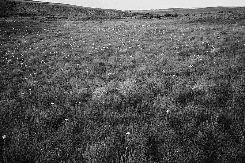Meadow with flowers, Packsaddle Ridge, Lincoln County, Wyoming, August 6, 2013. Michael Berman photo.